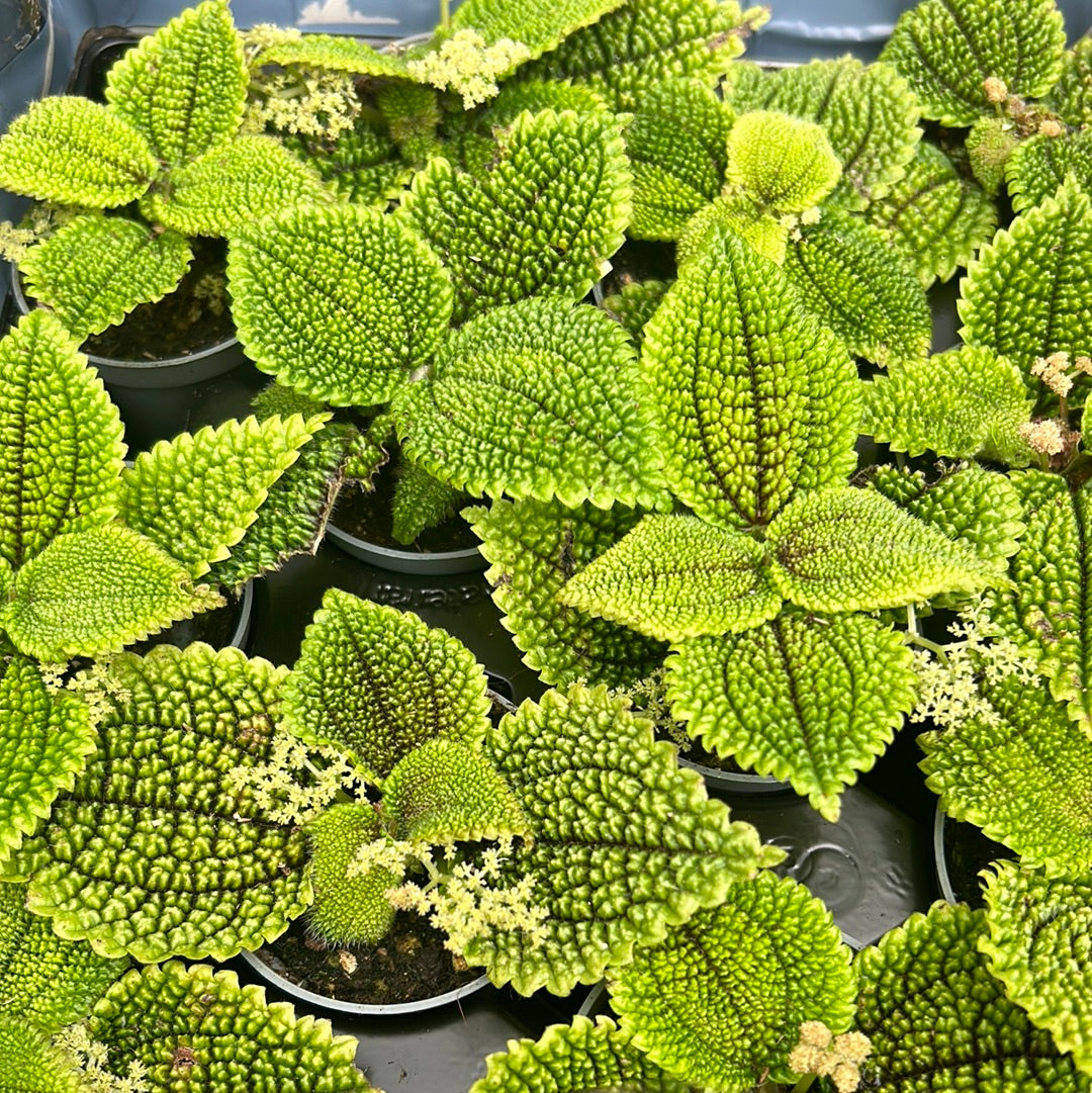Pilea Moon Valley