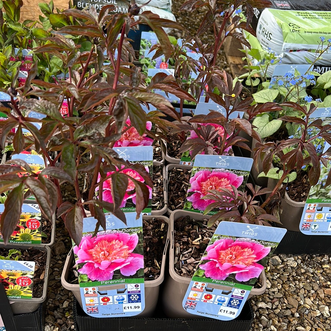 Paeonia Doreen 3L
