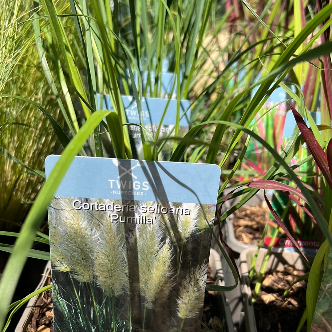 Cortaderia pumilla