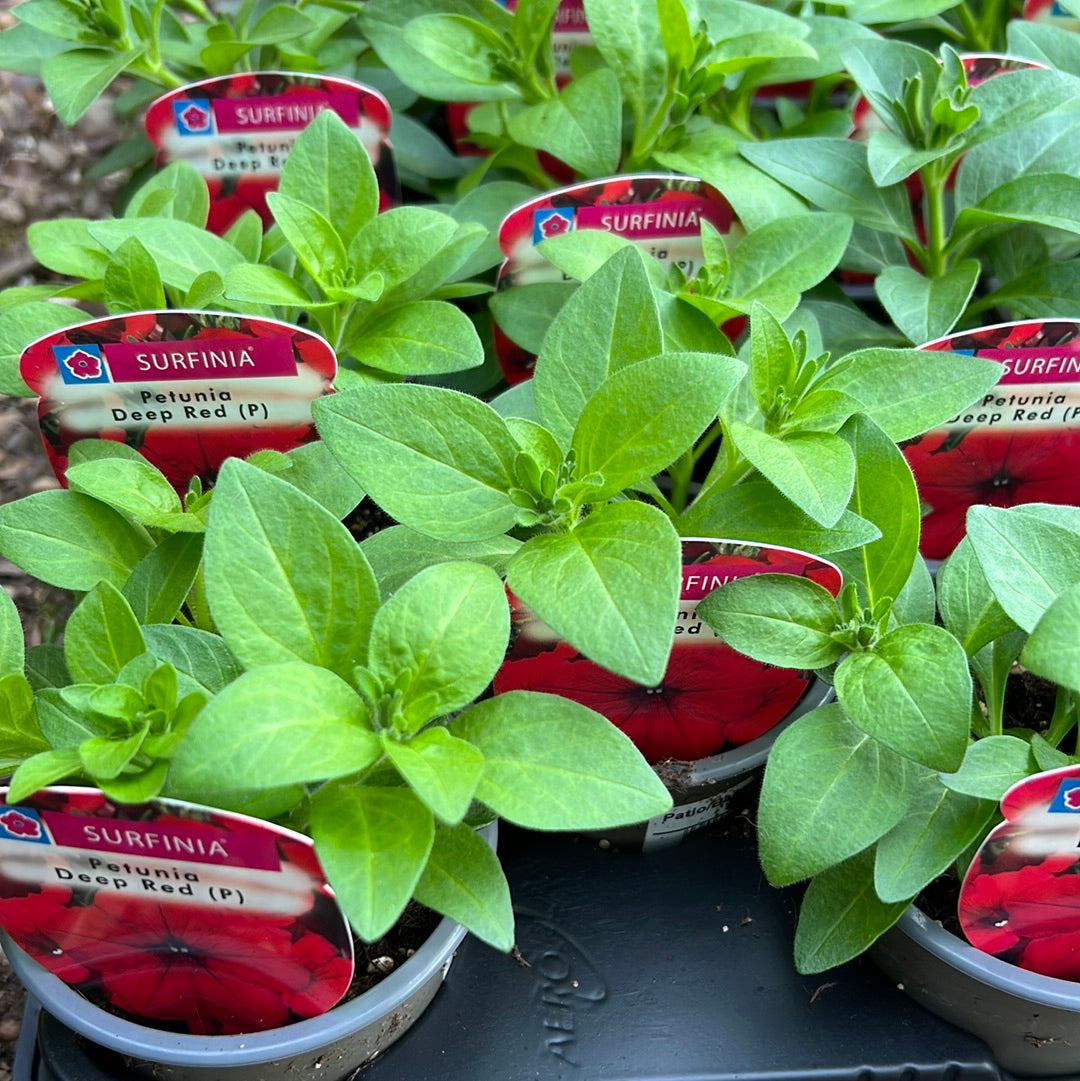 Petunia deep red 9cm