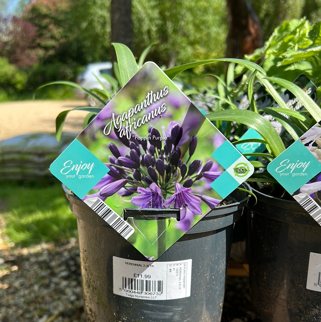 Agapanthus Africanus Poppin Purple