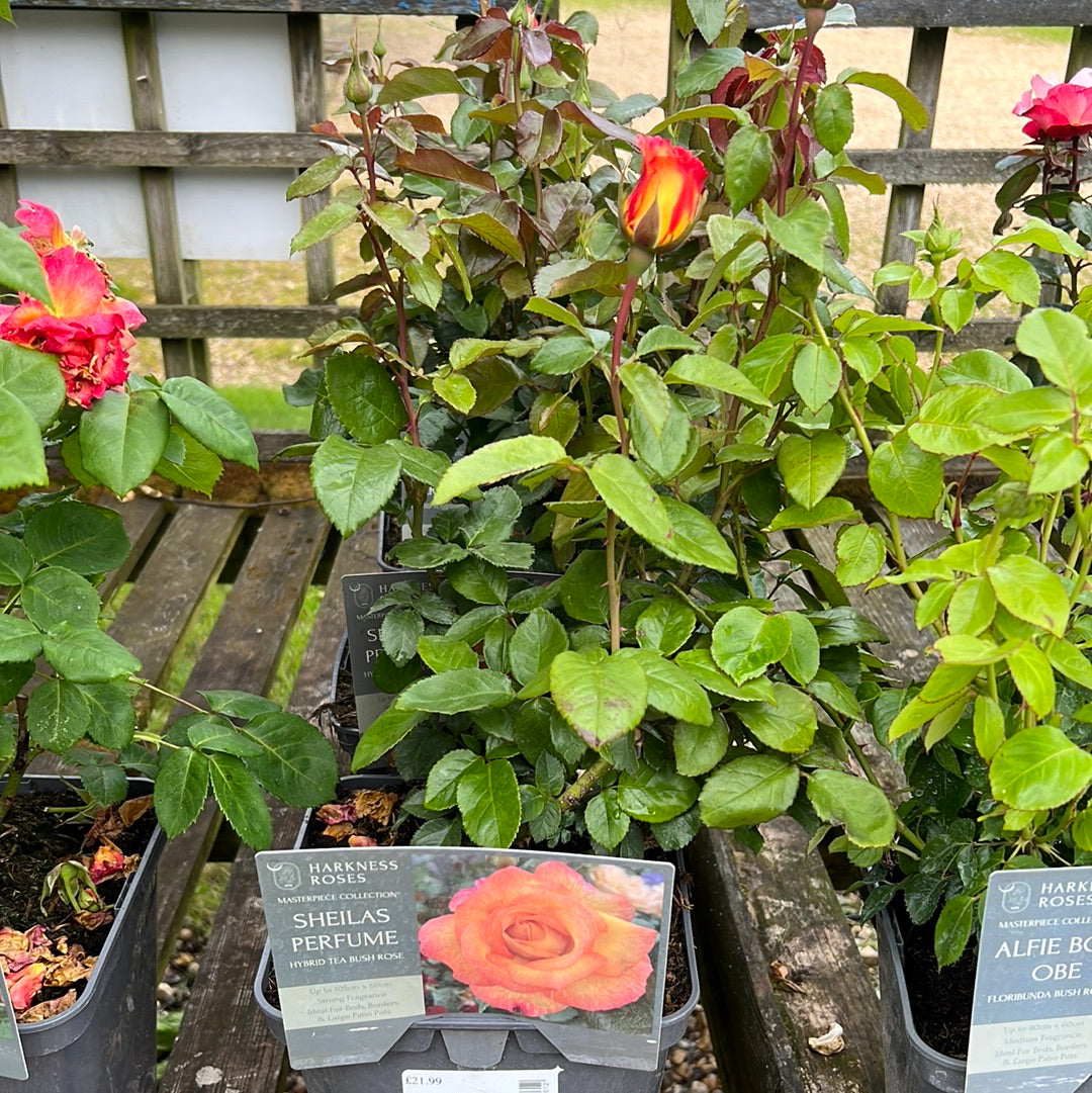 Sheila’s perfume rose