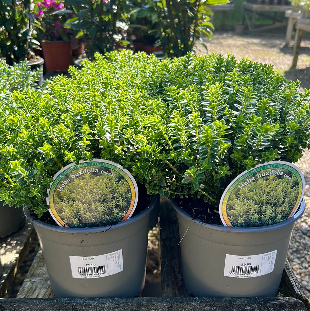 Hebe buxifolia