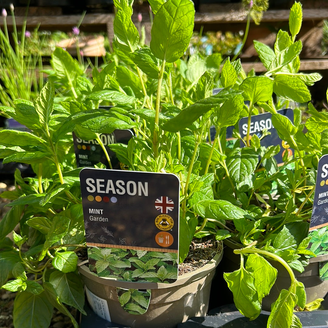 Garden Mint 1L