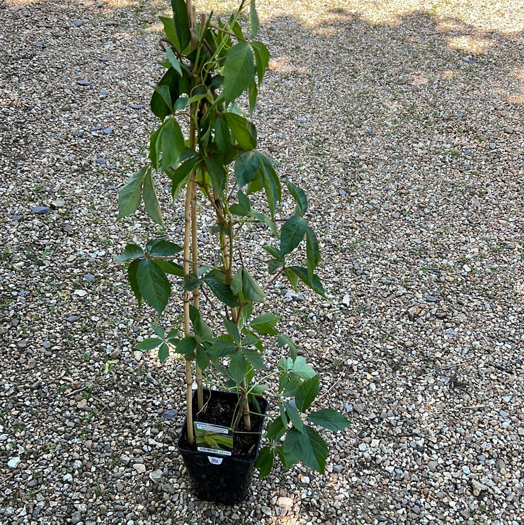 Parthenocissus quinquefolia