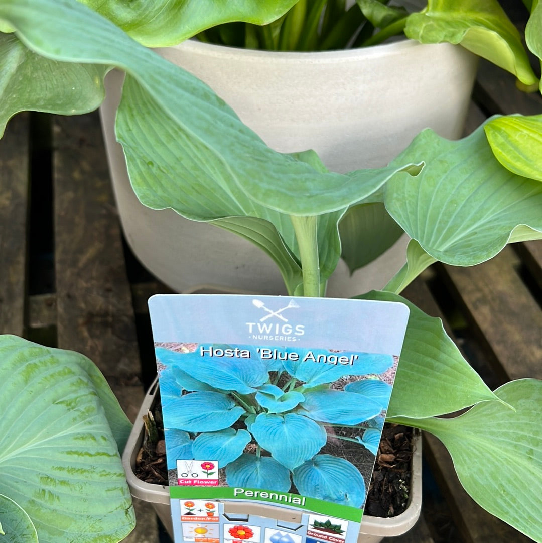 Hosta blue Angel 3L