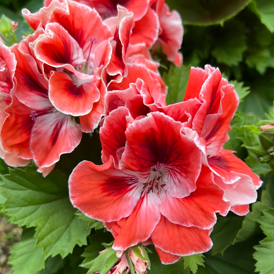 Pelargonium manderin