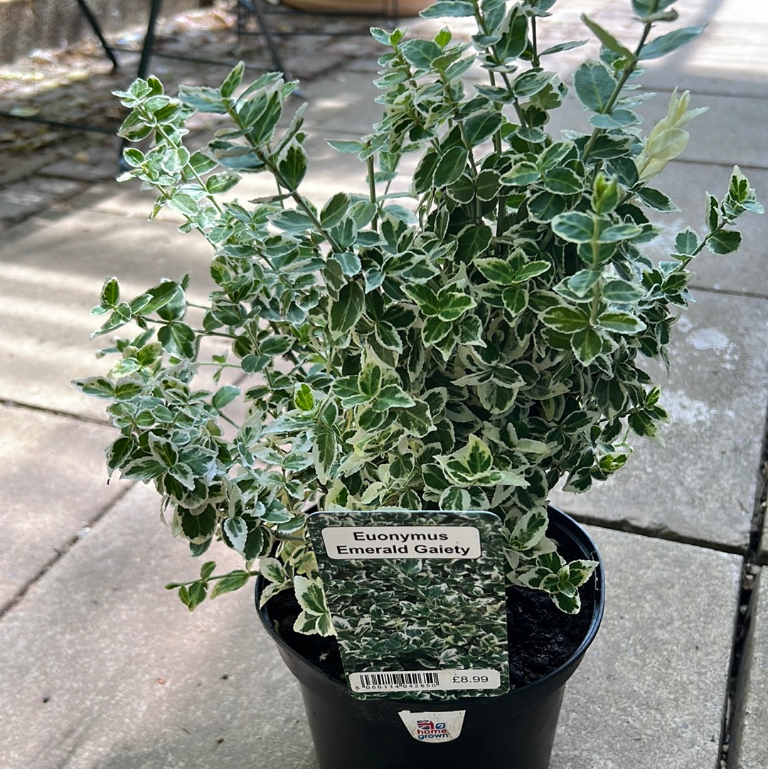 Euonymus emerald gaiety