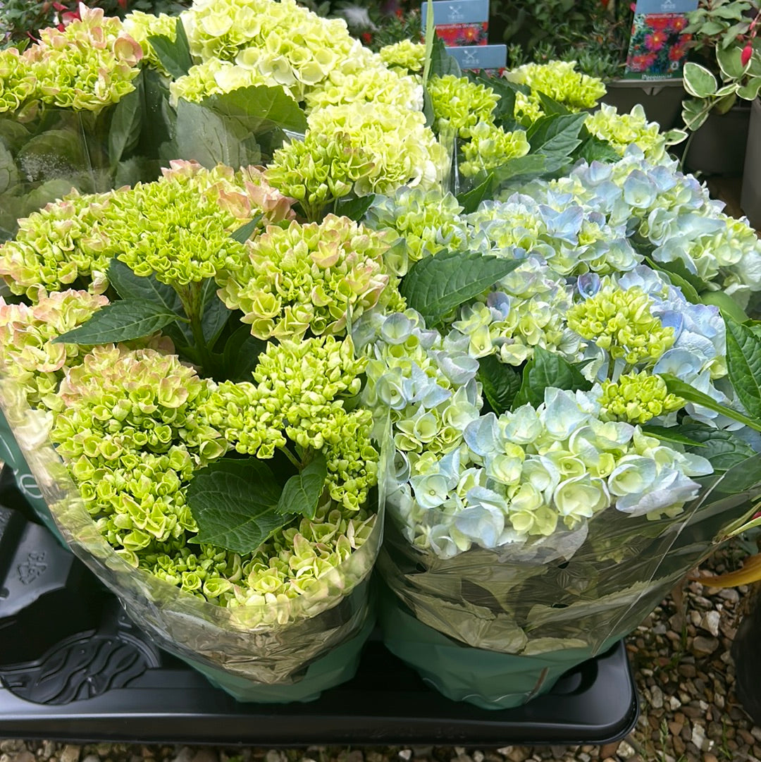 Hydrangea macrophylla Mophead