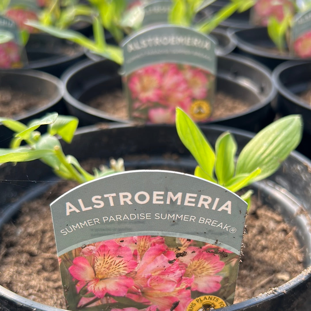 Alstroemeria Summer Paradise Summer Break 3ltr