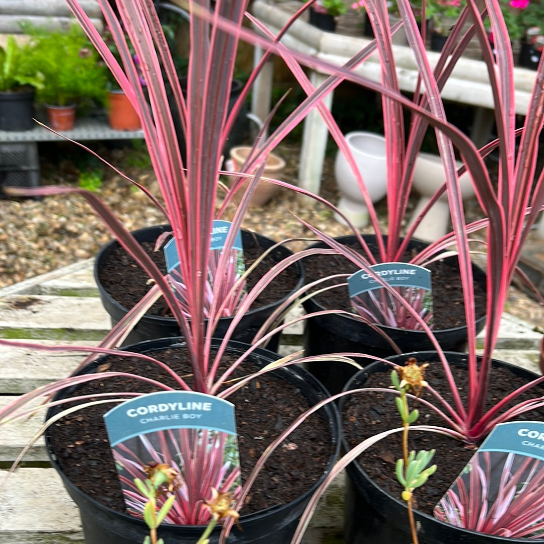 Cordyline Charlie boy