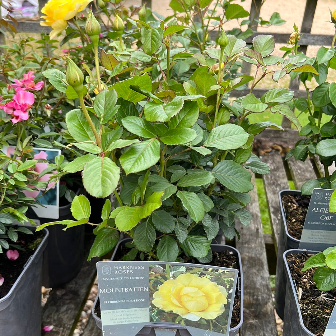 Mountbatten rose