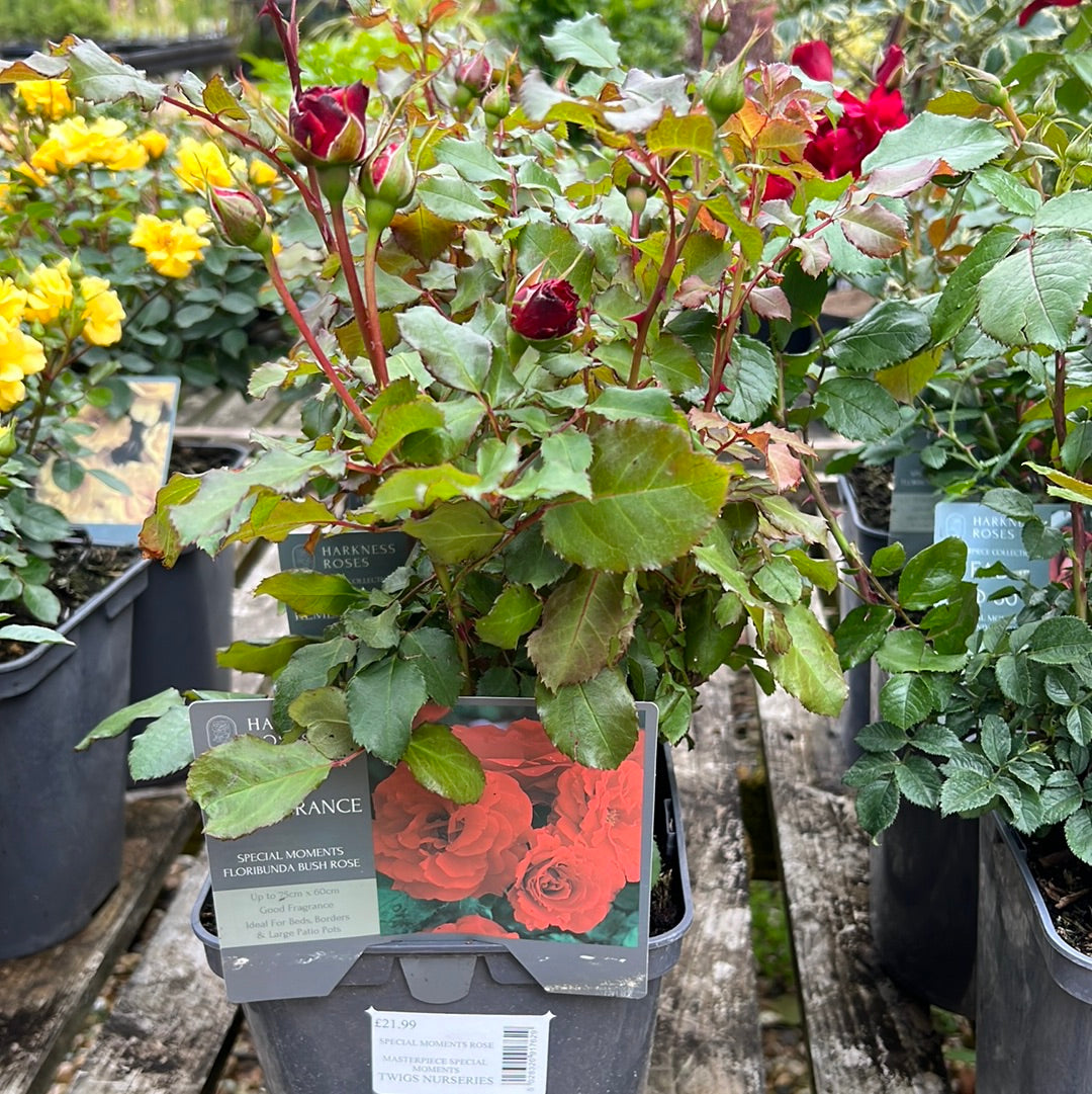 Remembrance special moments rose