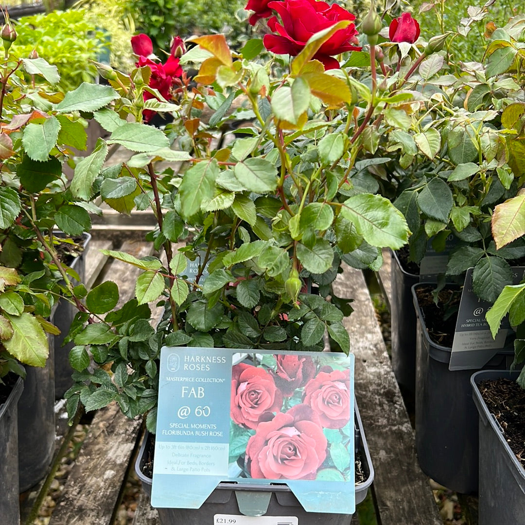 Fab @ 60 special moments rose