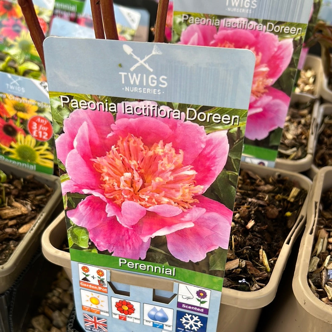Paeonia Doreen 3L