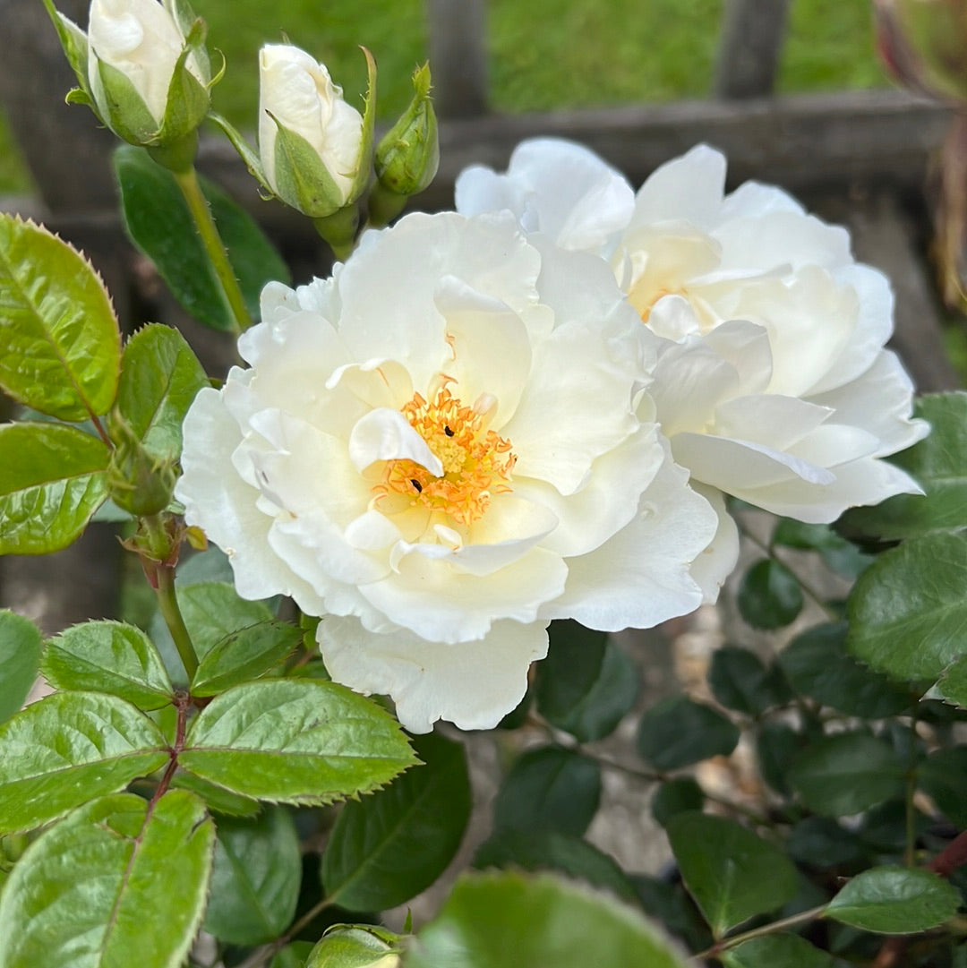 White Star rose