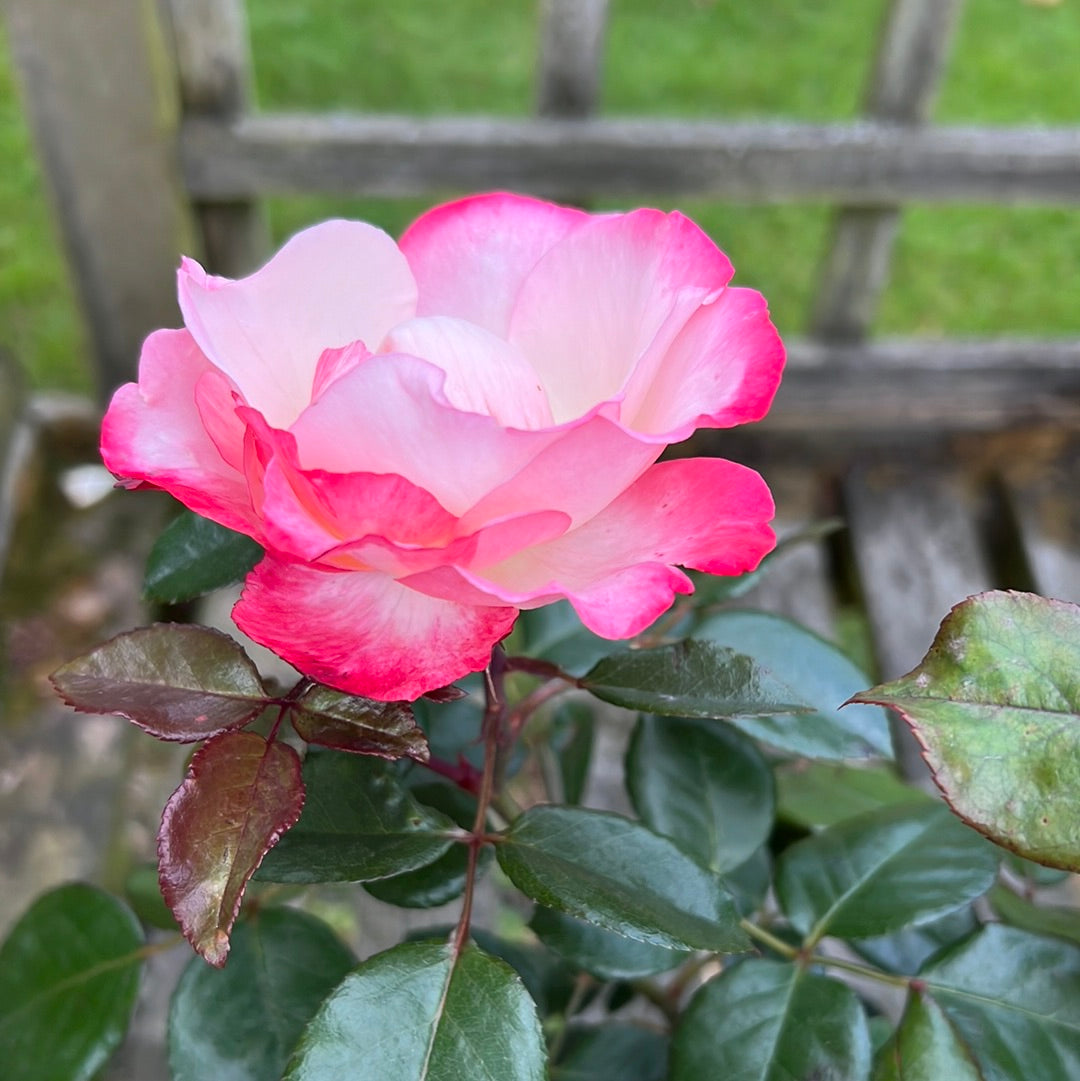 Nostalgia rose