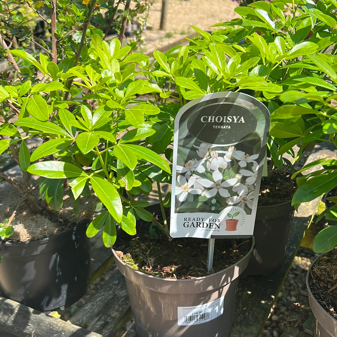 Choisya ternata