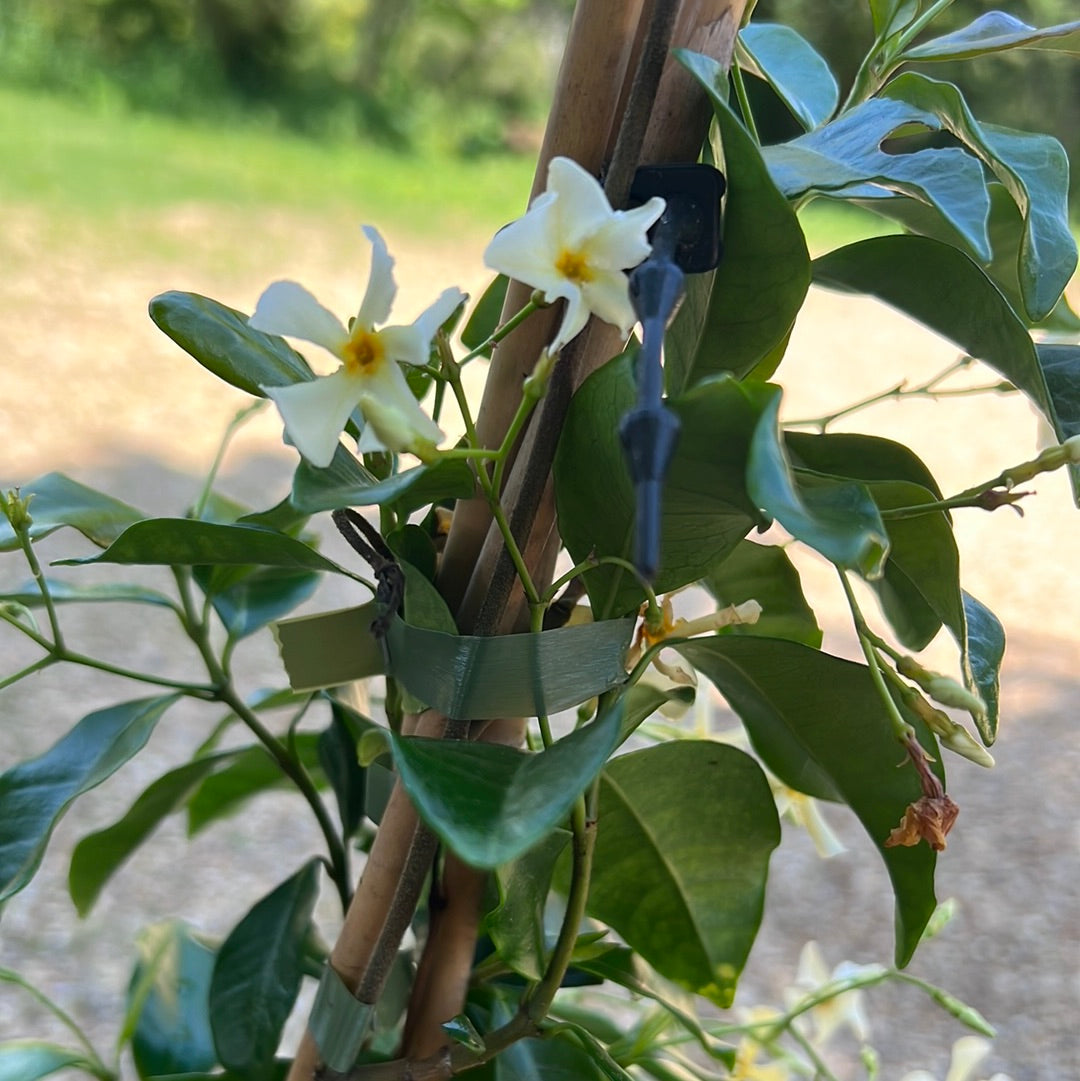 Trachelospermum star of toscane
