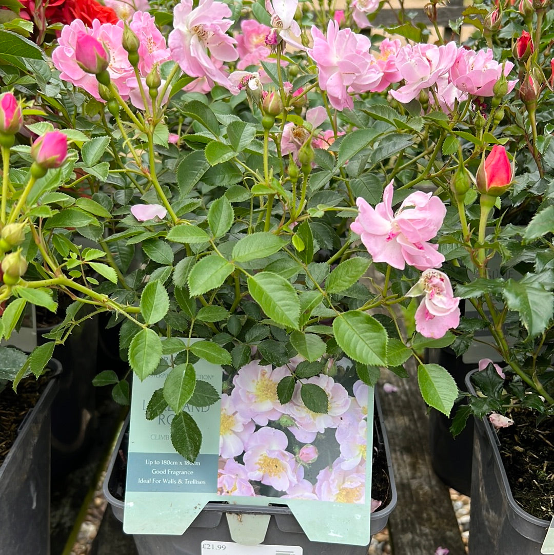 The Lakeland climbing rose