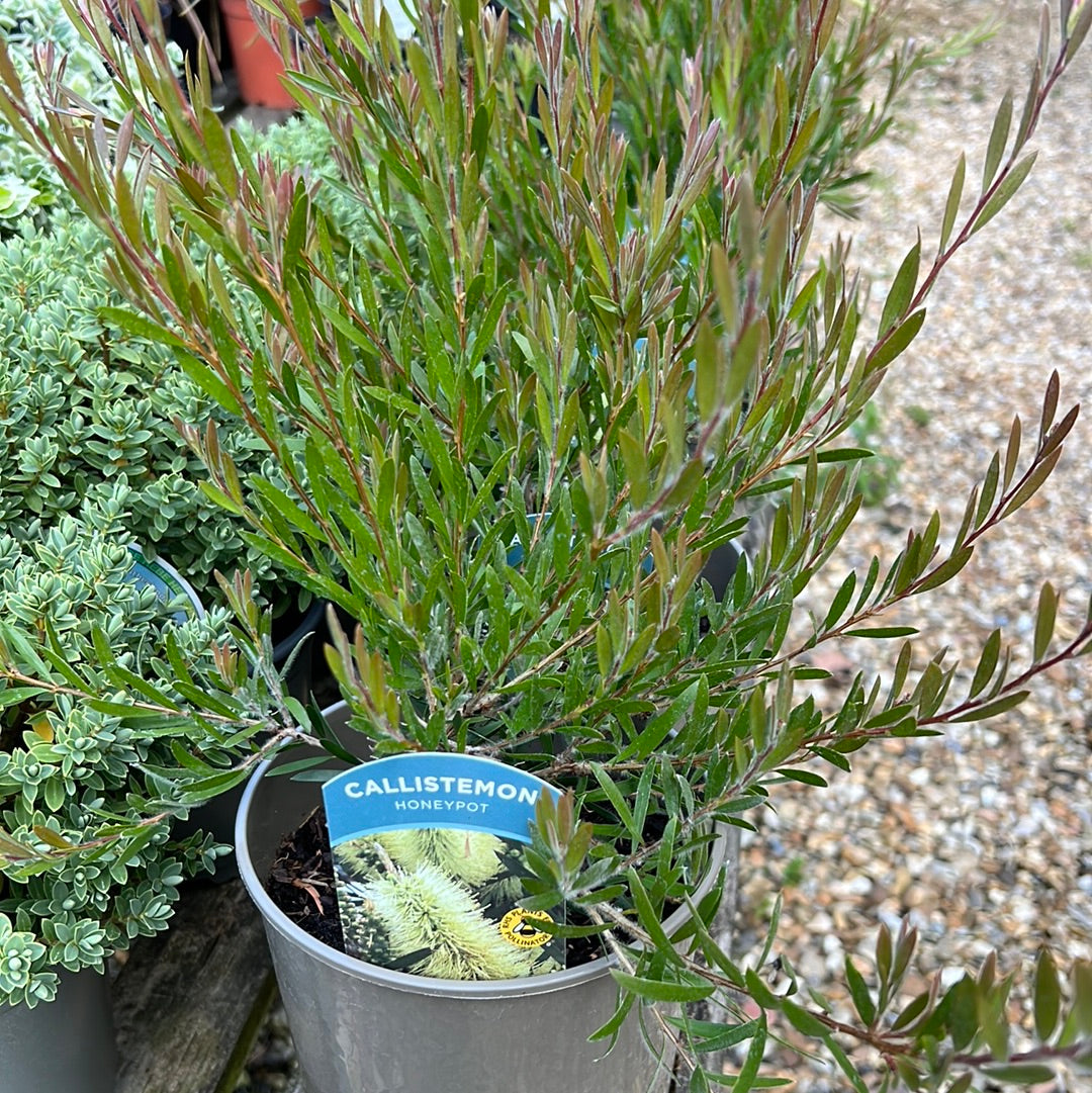 Callistemon honeypot