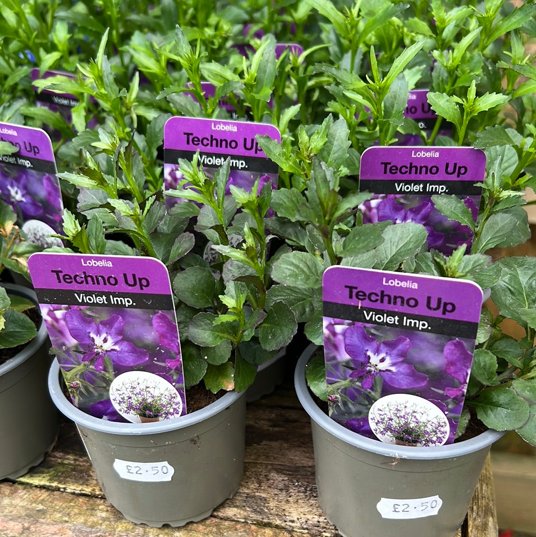 Lobelia trailing violet 9cm