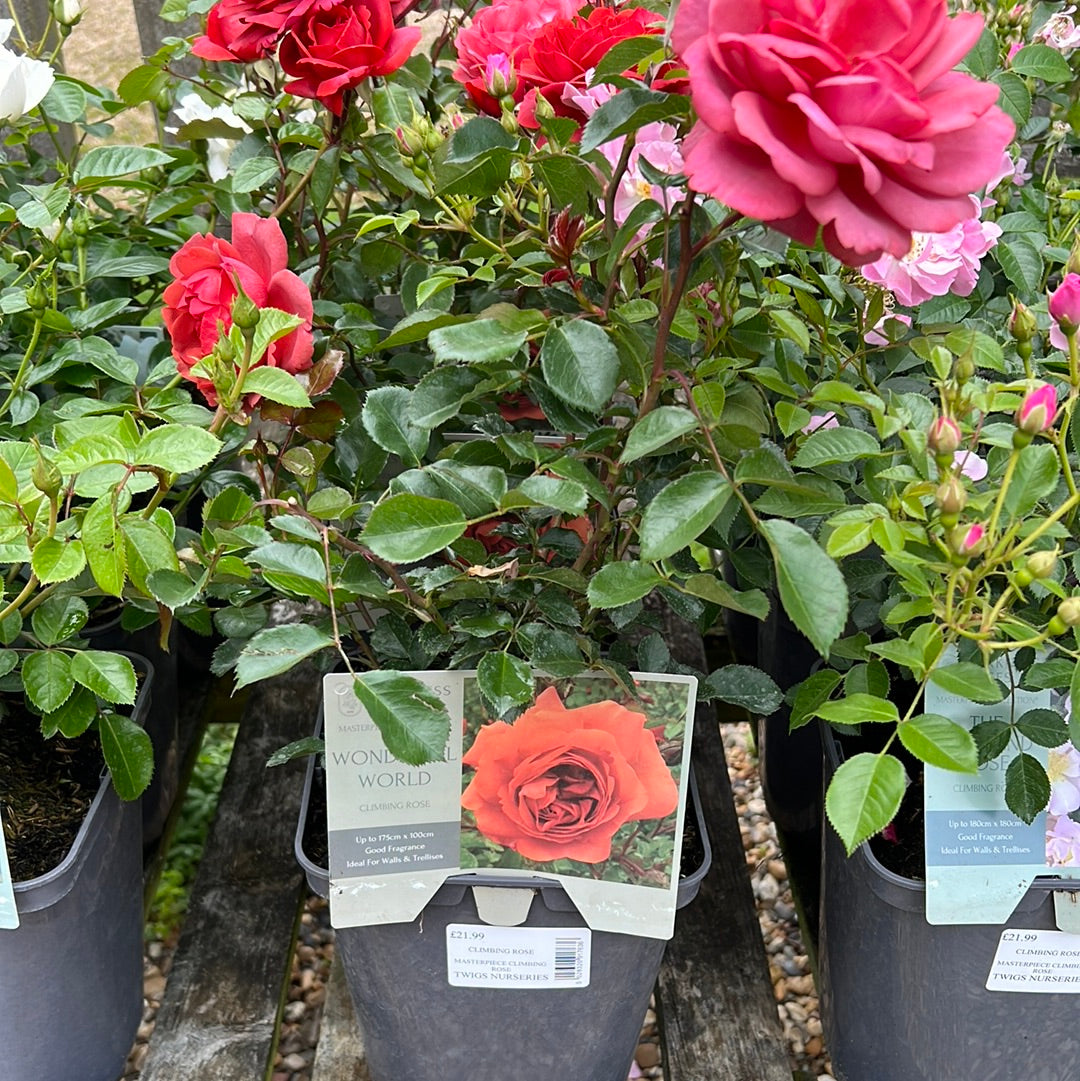 Wonderful world climbing rose