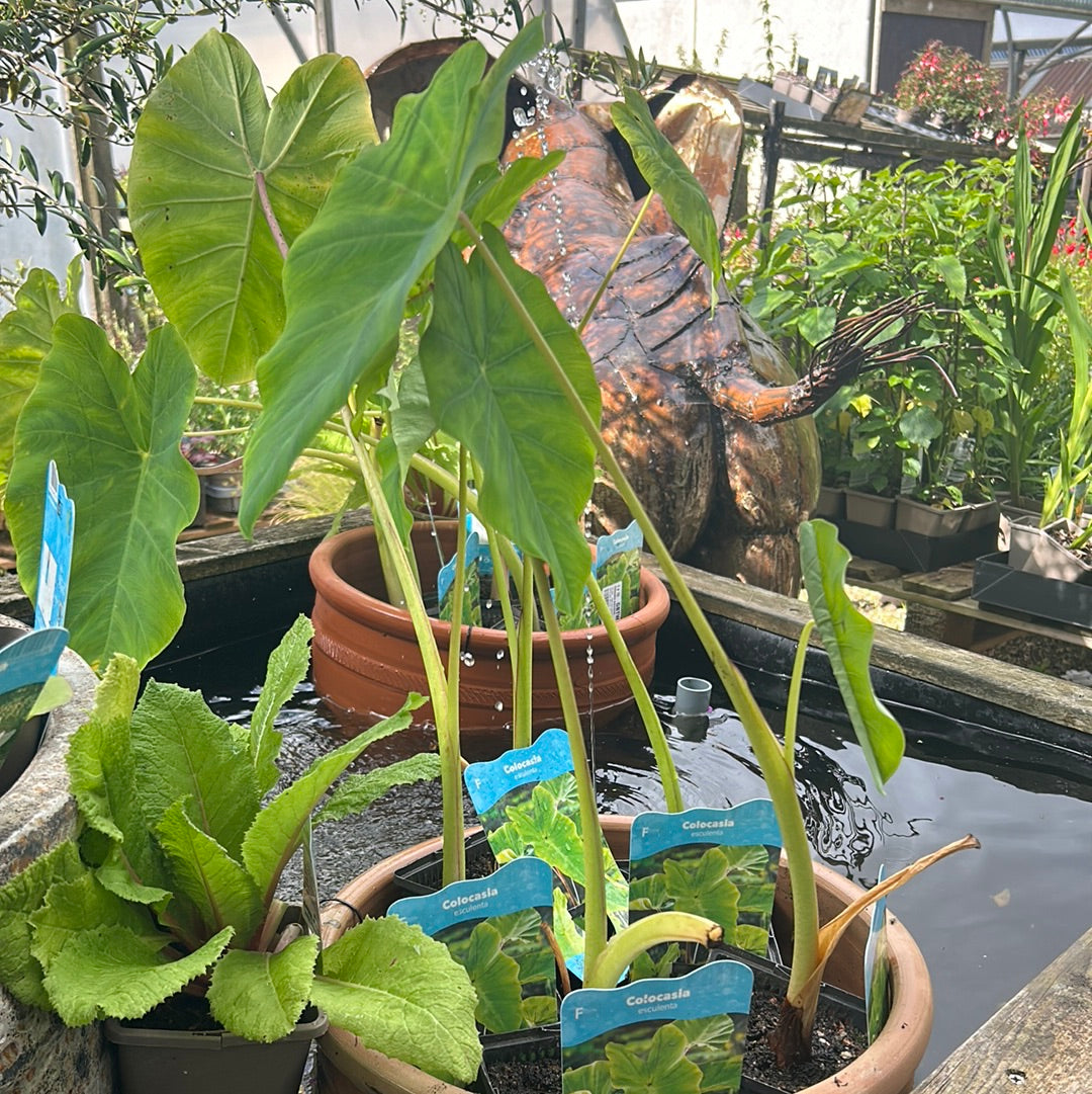 Colocasia esculenta