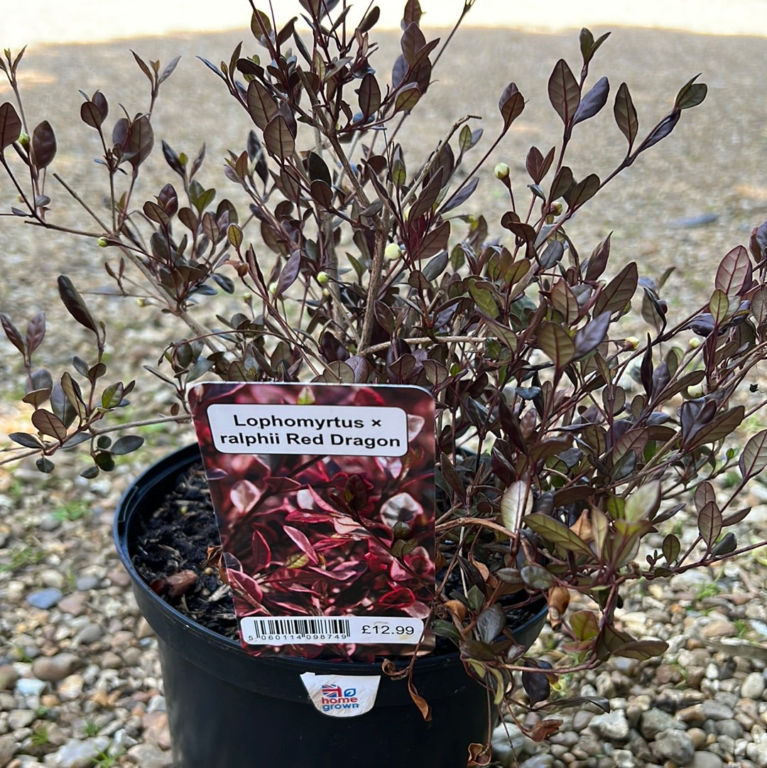 Lophomyrtus red dragon