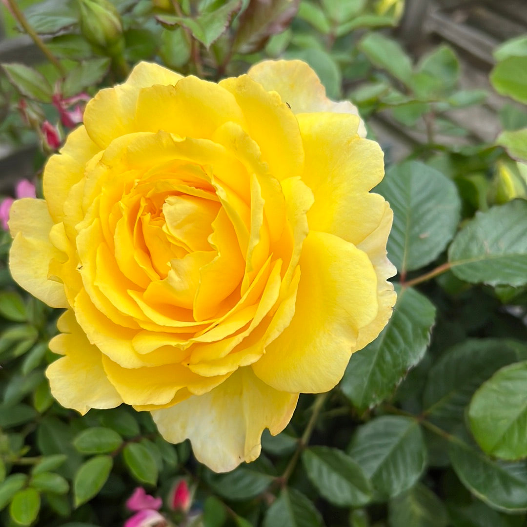 Mountbatten rose