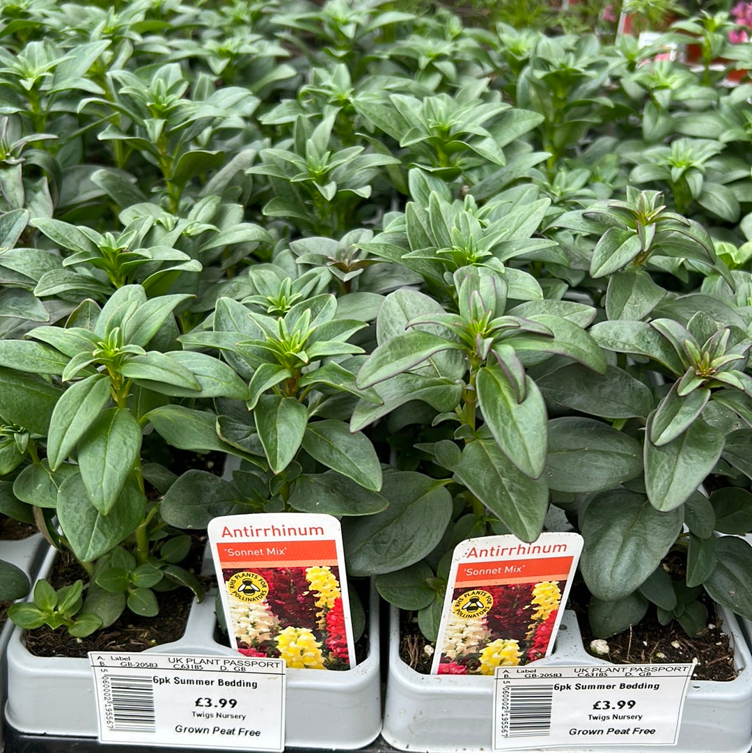 6pk Antirrhinum Sonnet Mixed