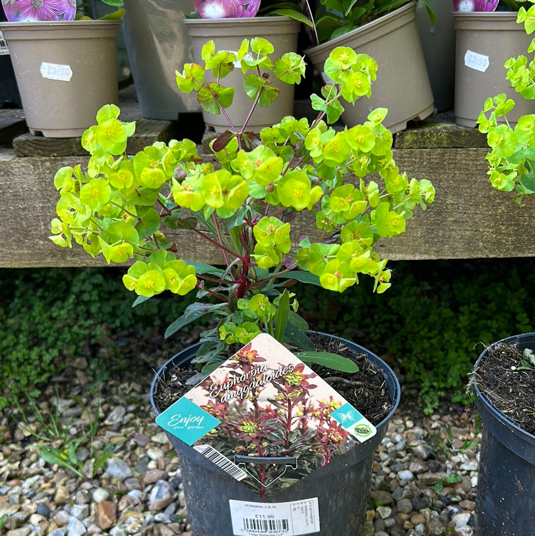 EUPHORBIA amygdaloides Purpurea