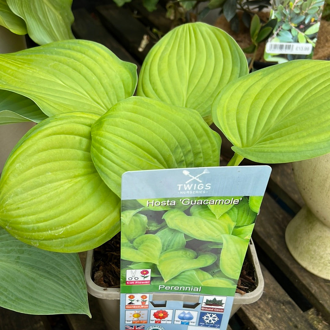 Hosta guacamole 3L