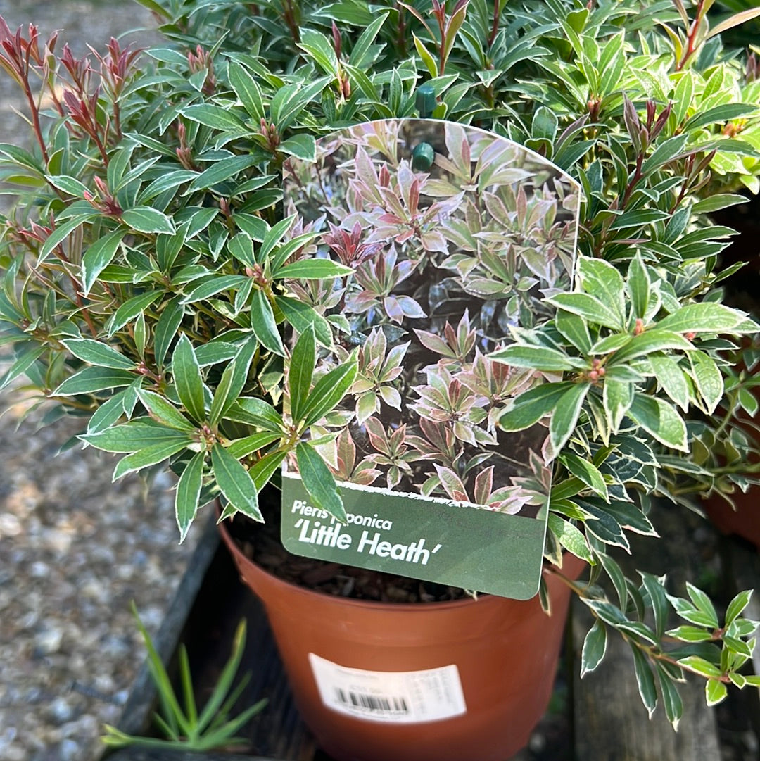 Pieris little heath