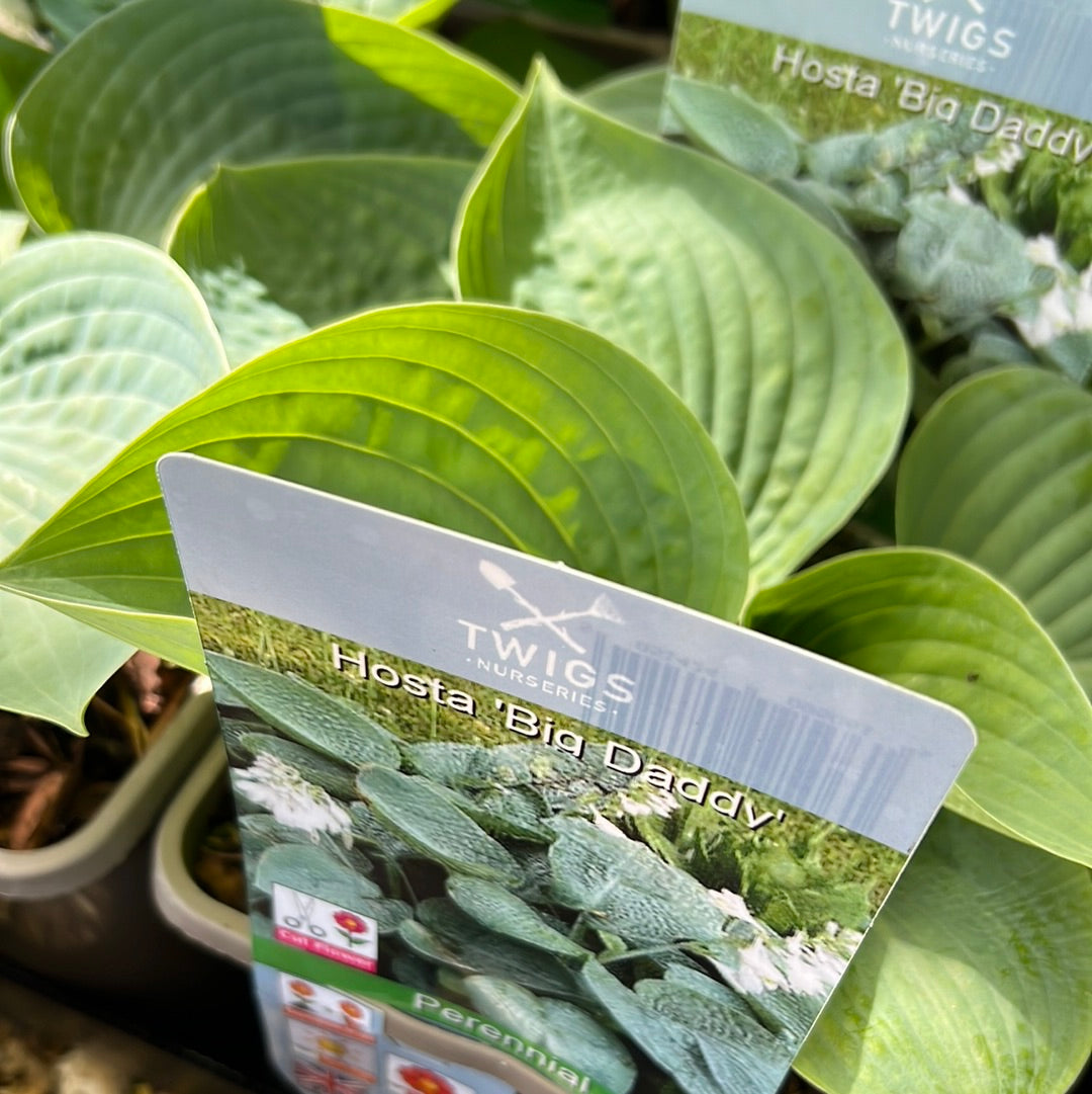 Hosta Big Daddy 3L
