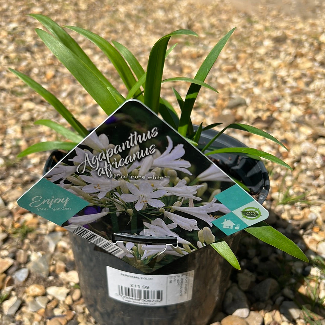 Agapanthus pitchoune white