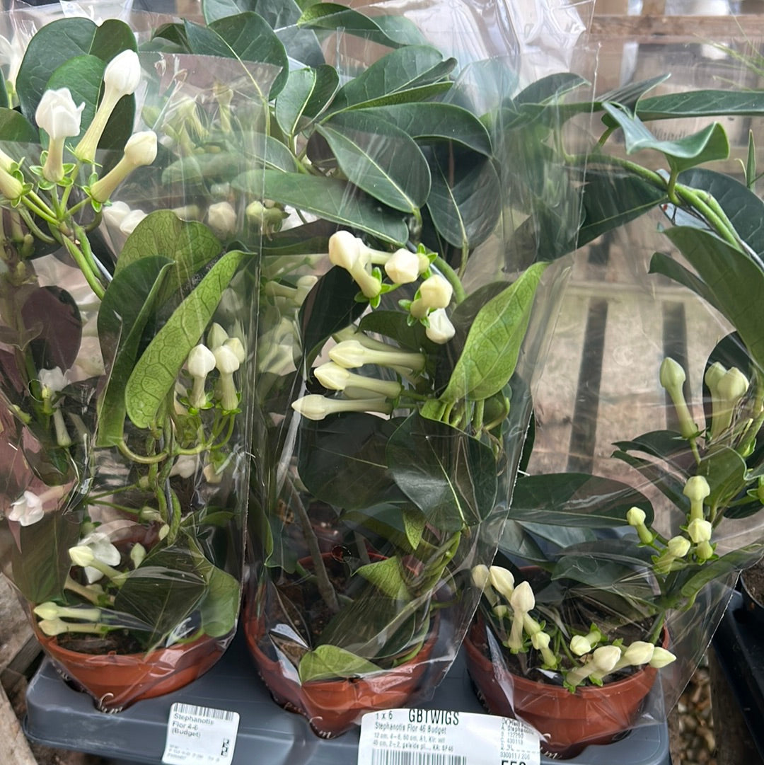 Stephanotis Floribunda