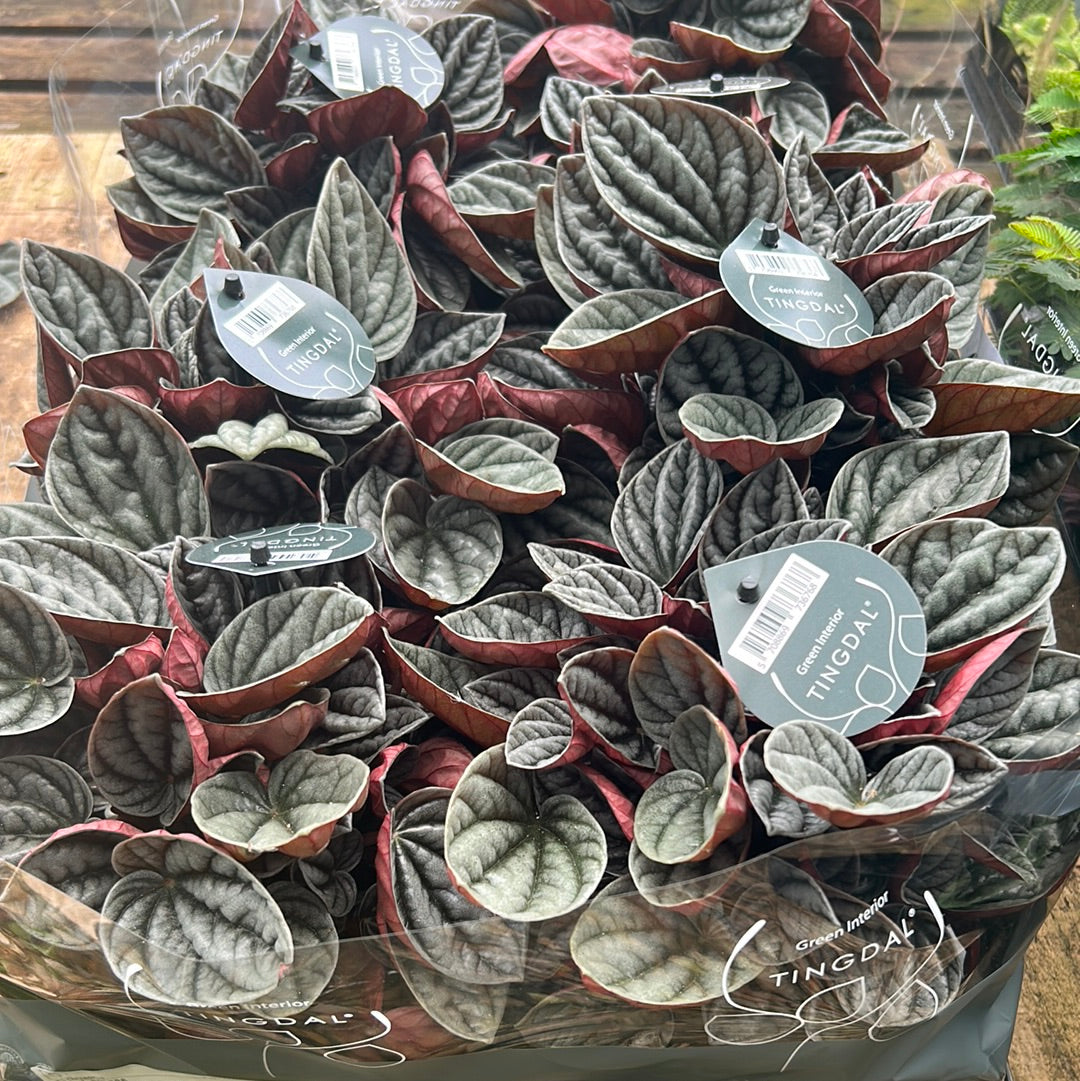 Pepperomia cap Caracas