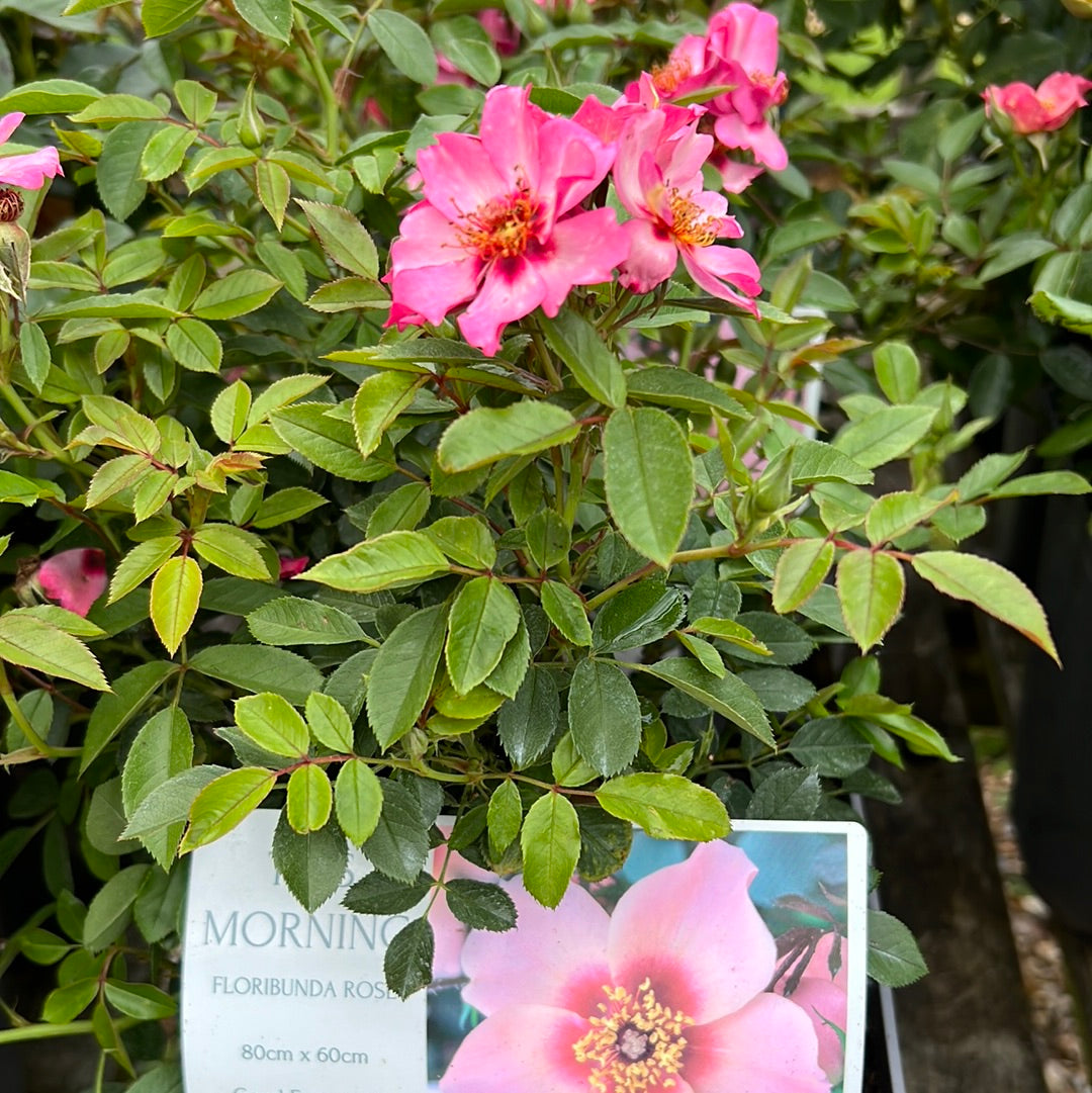 This morning rose