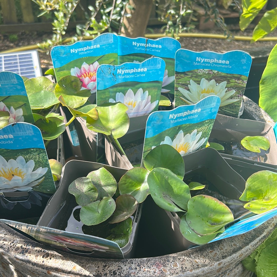 Nymphaea