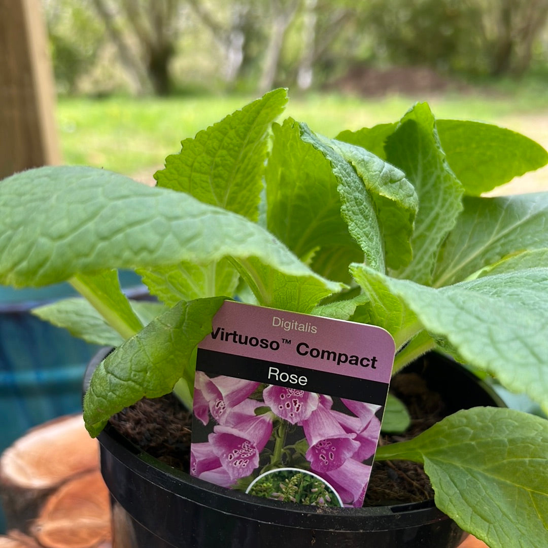 Digitalis rose 1.5l