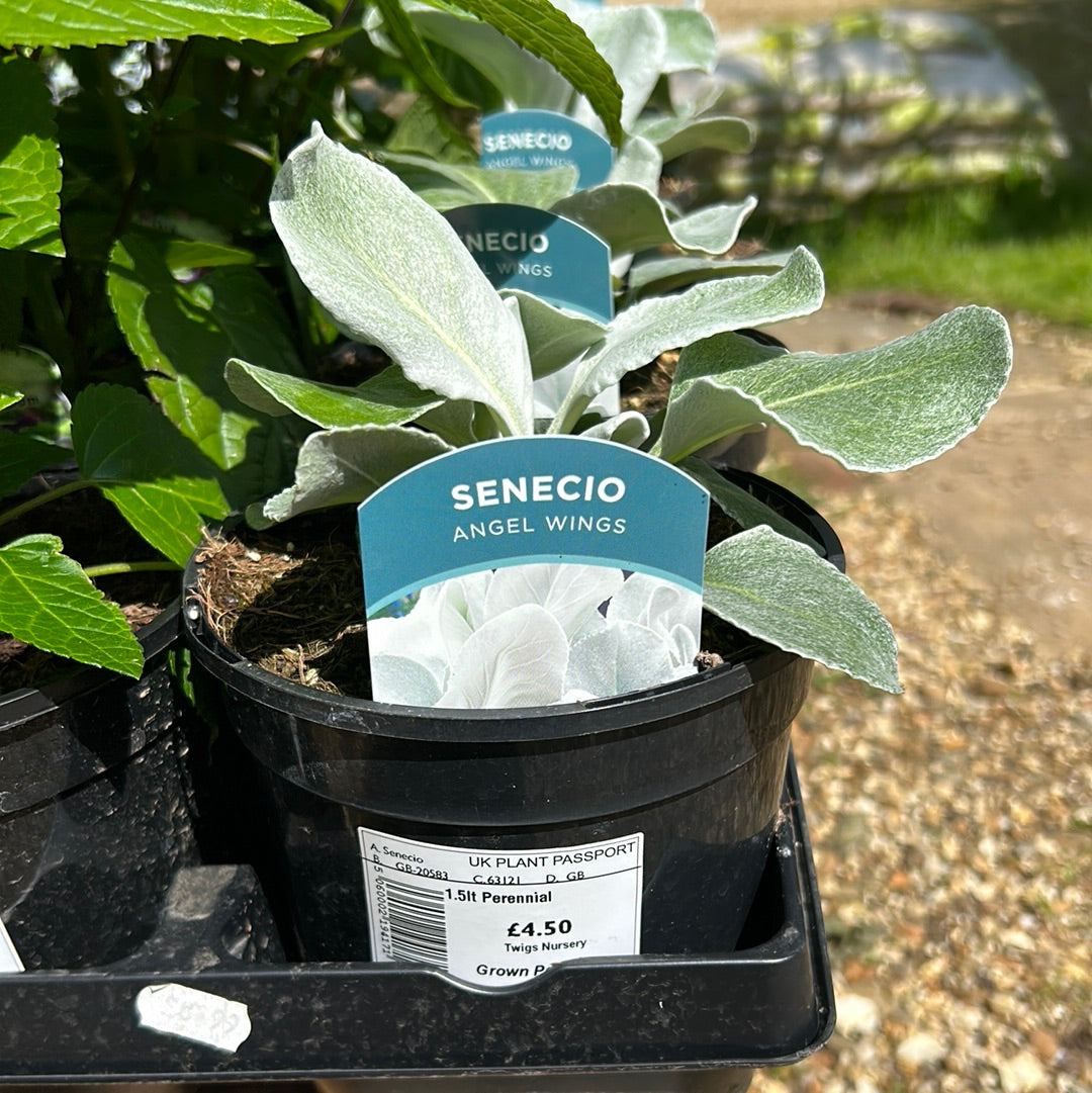 Senecio Angel Wings