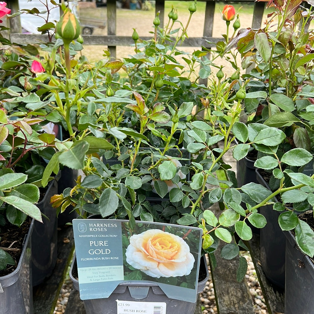 Pure gold rose