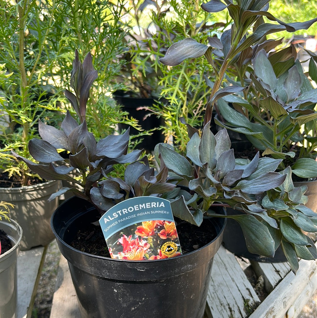 Alstroemeria Summer Paradise Indian Summer 3ltr