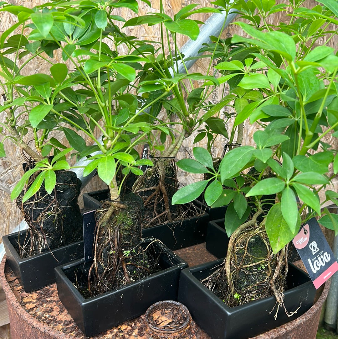 Lova Schefflera #lifeonlava
