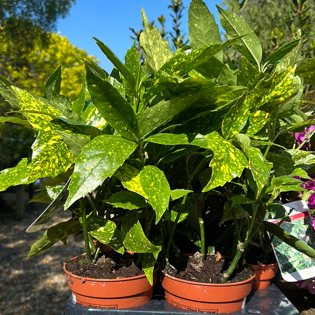Aucuba Japonica ‘Crotonifolia’