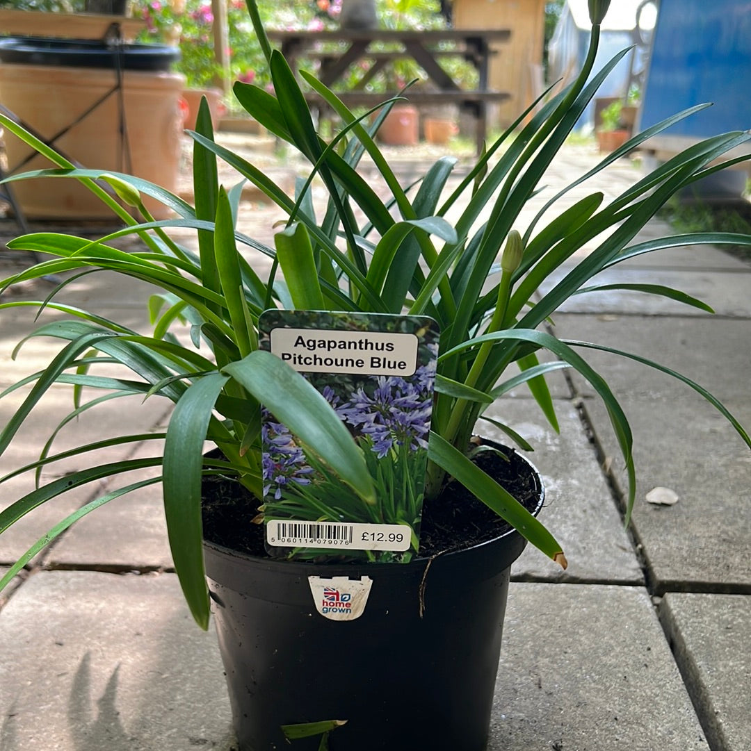 Agapanthus pitchoune blue
