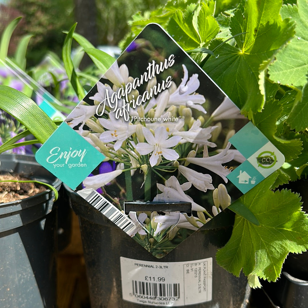 Agapanthus Africanus Pitchoune White