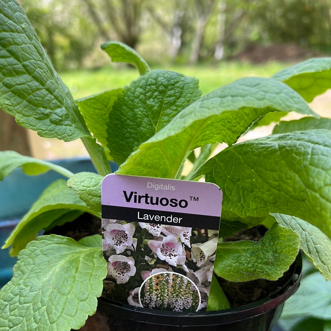 Digitalis lavender 1.5L