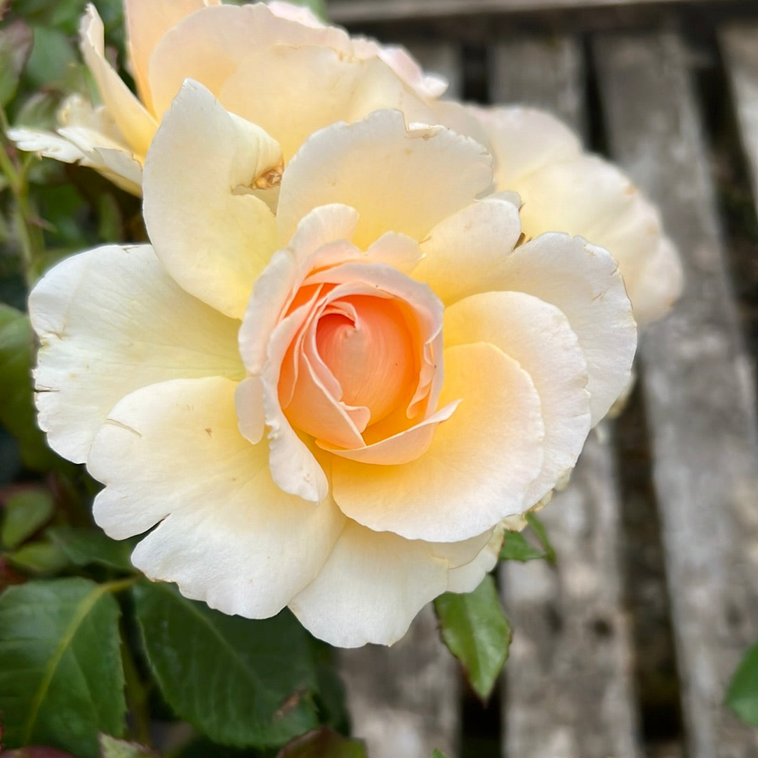 Fab @ 50 special moments rose